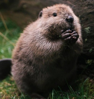 Can AI Solve the Busy Beaver Problem? Exploring Computational Approaches and the Limits of Intelligence